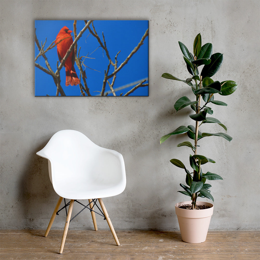 Toile - Cardinal rouge
