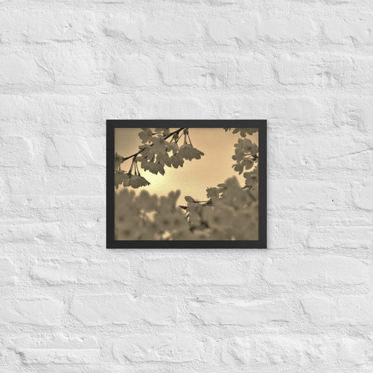 Framed poster - Sepia Cherry Blossoms