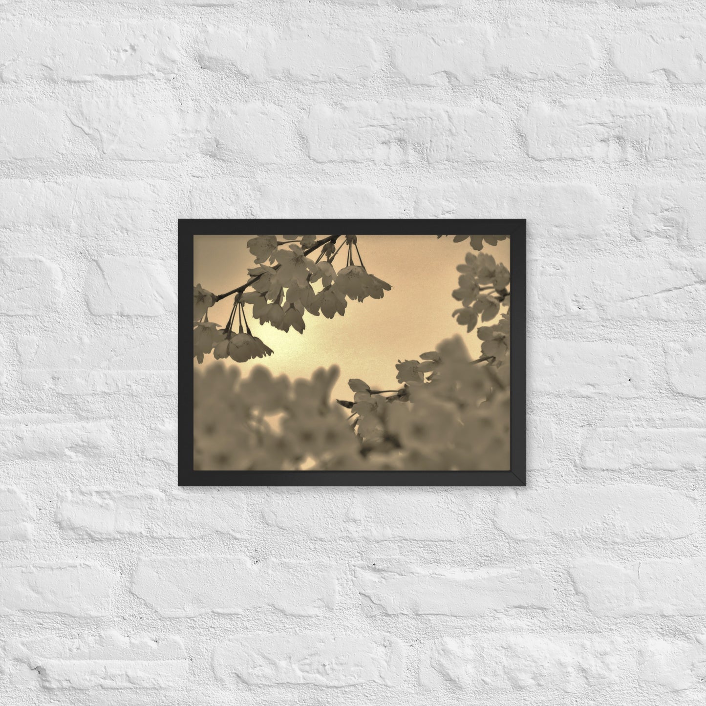 Framed poster - Sepia Cherry Blossoms