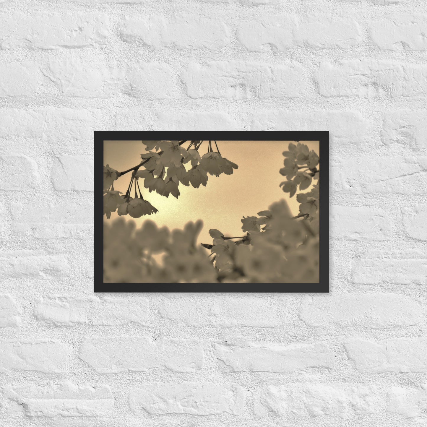 Framed poster - Sepia Cherry Blossoms