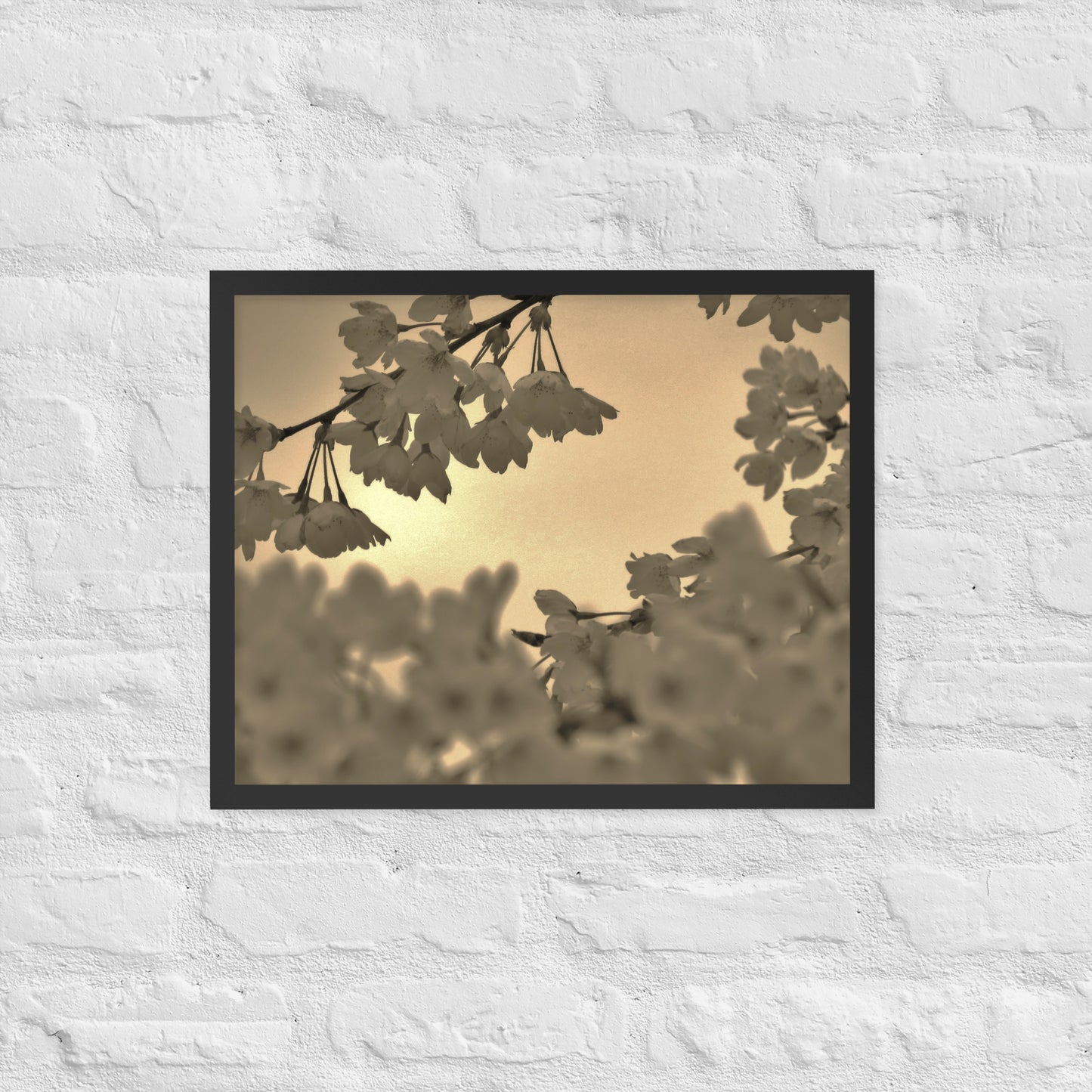 Framed poster - Sepia Cherry Blossoms