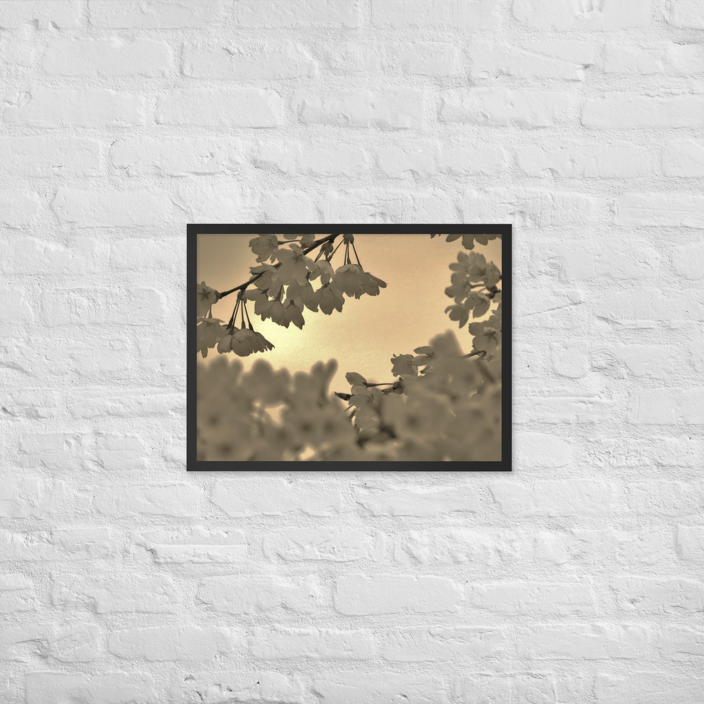 Framed poster - Sepia Cherry Blossoms