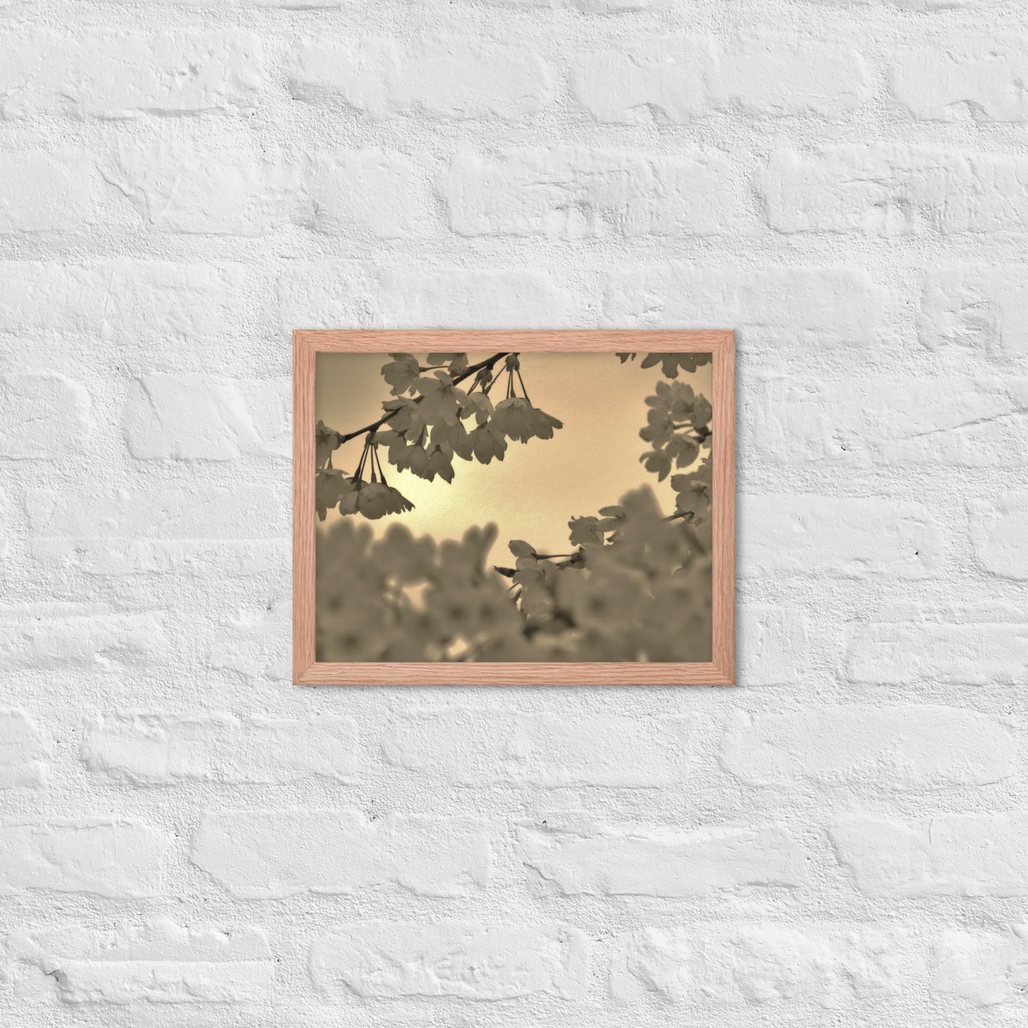 Framed poster - Sepia Cherry Blossoms