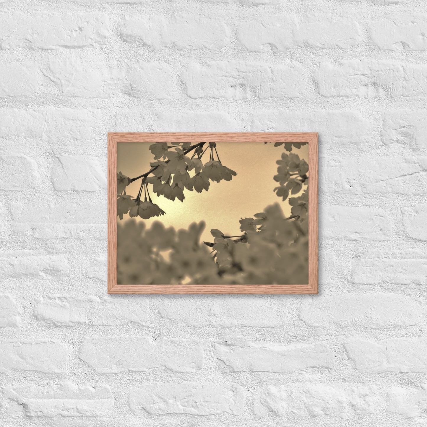 Framed poster - Sepia Cherry Blossoms