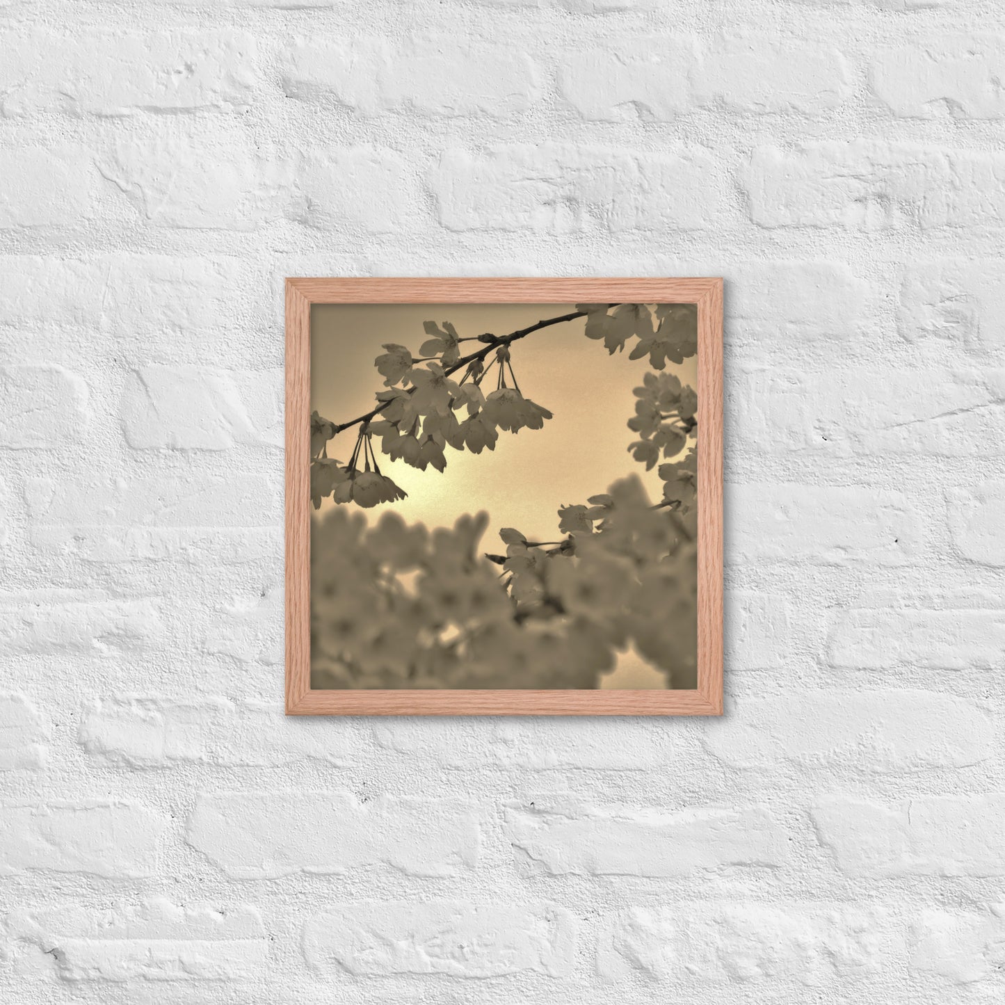 Framed poster - Sepia Cherry Blossoms