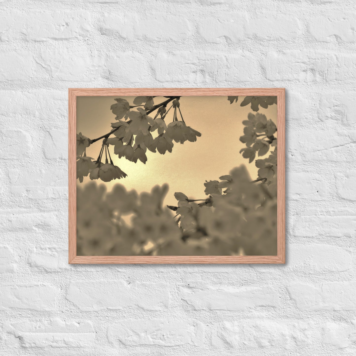 Framed poster - Sepia Cherry Blossoms