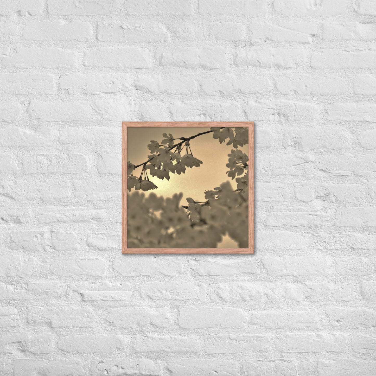 Framed poster - Sepia Cherry Blossoms