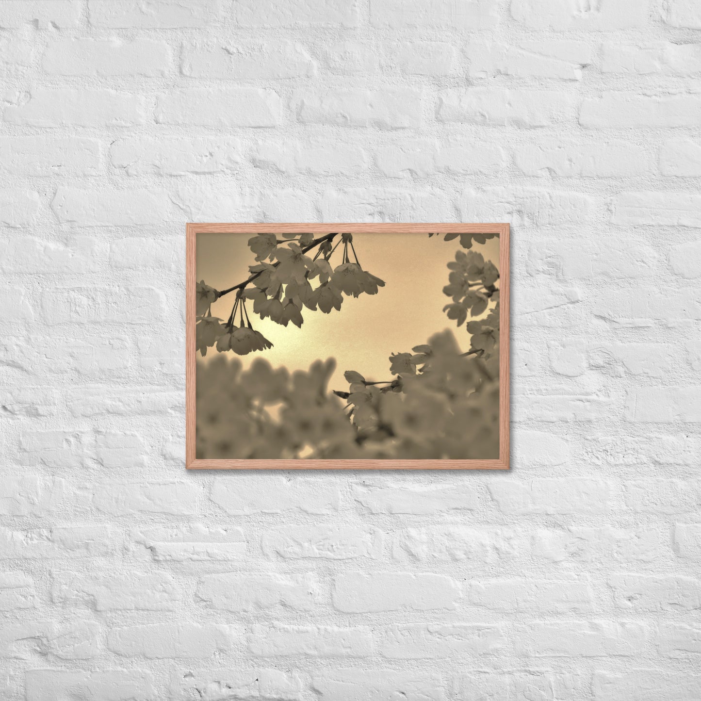 Framed poster - Sepia Cherry Blossoms