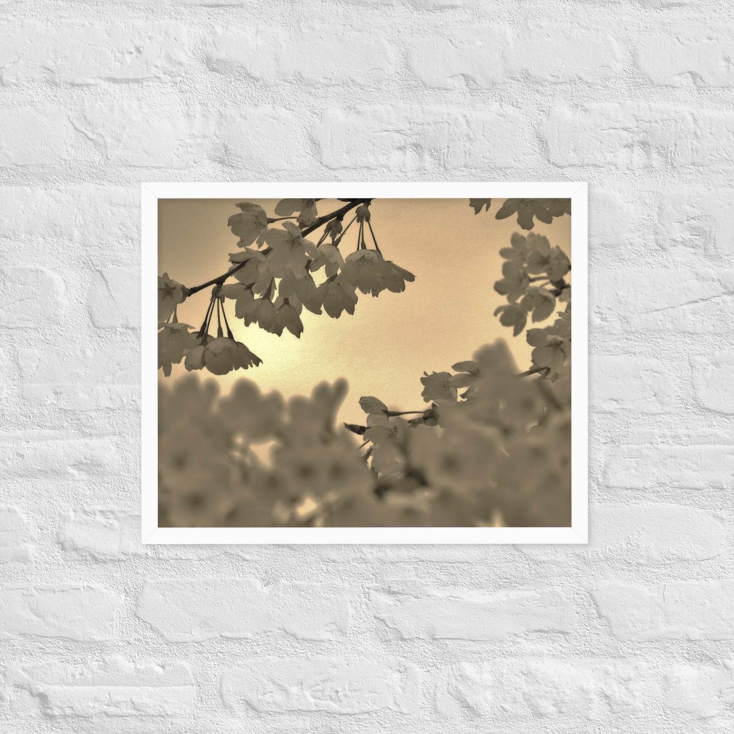 Framed poster - Sepia Cherry Blossoms
