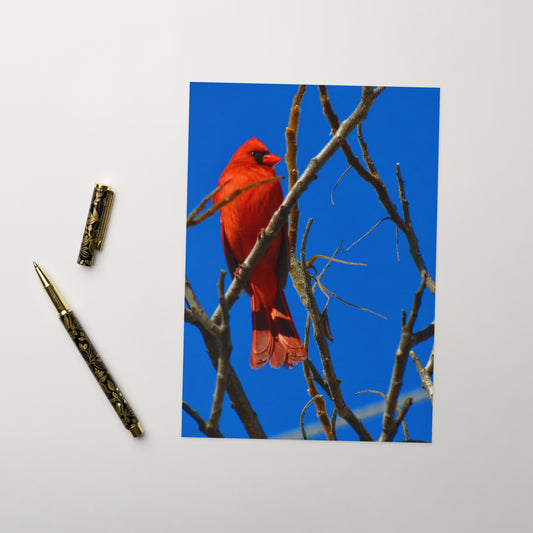 Carte de voeux - Cardinal Rouge
