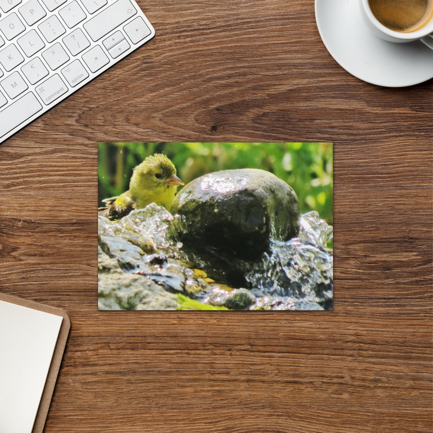Greeting card - American Goldfinch