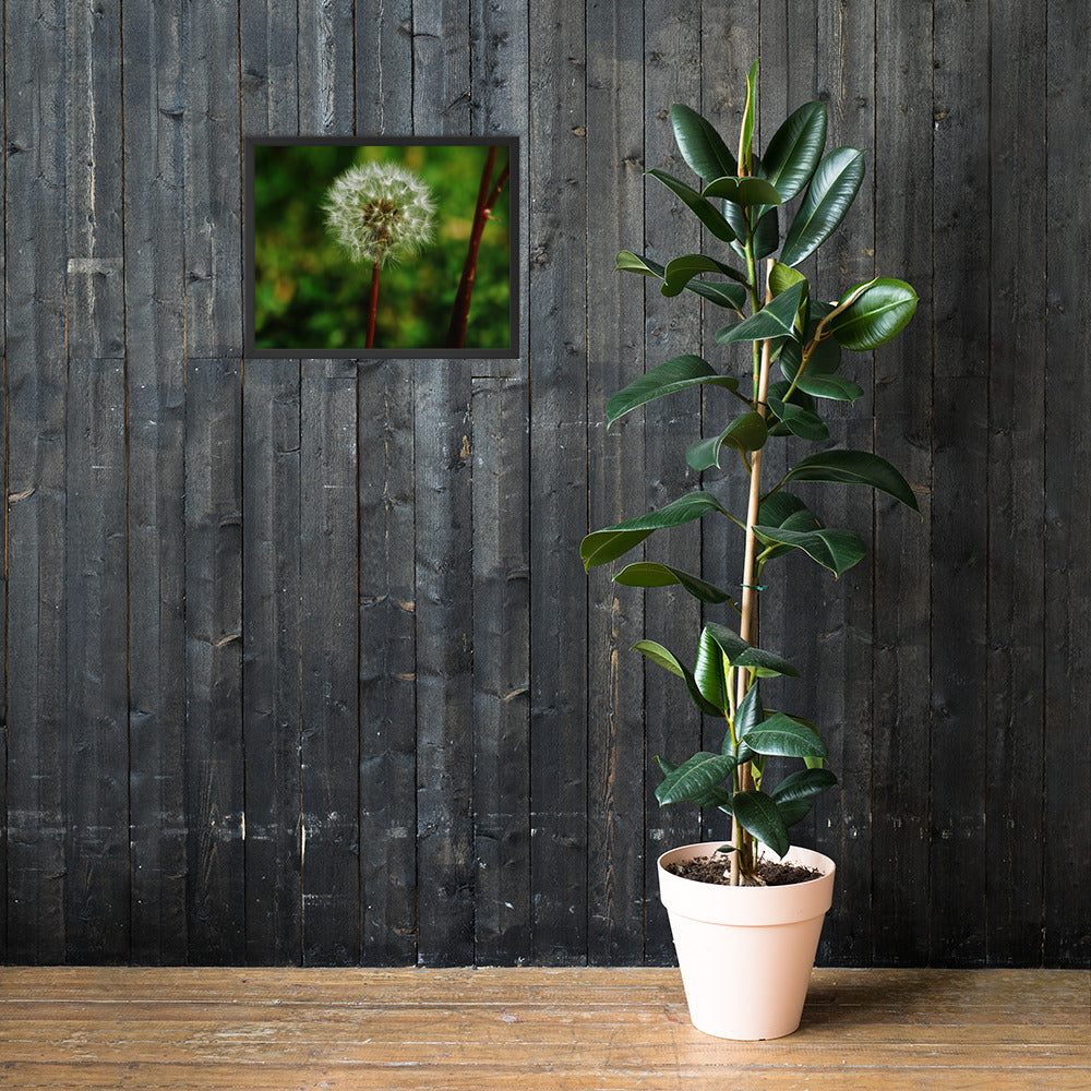 Framed poster - Dandelion Wish