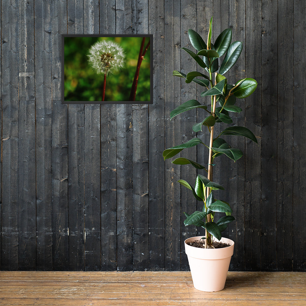 Framed poster - Dandelion Wish