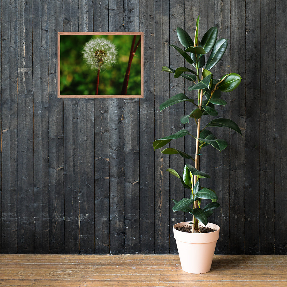 Framed poster - Dandelion Wish