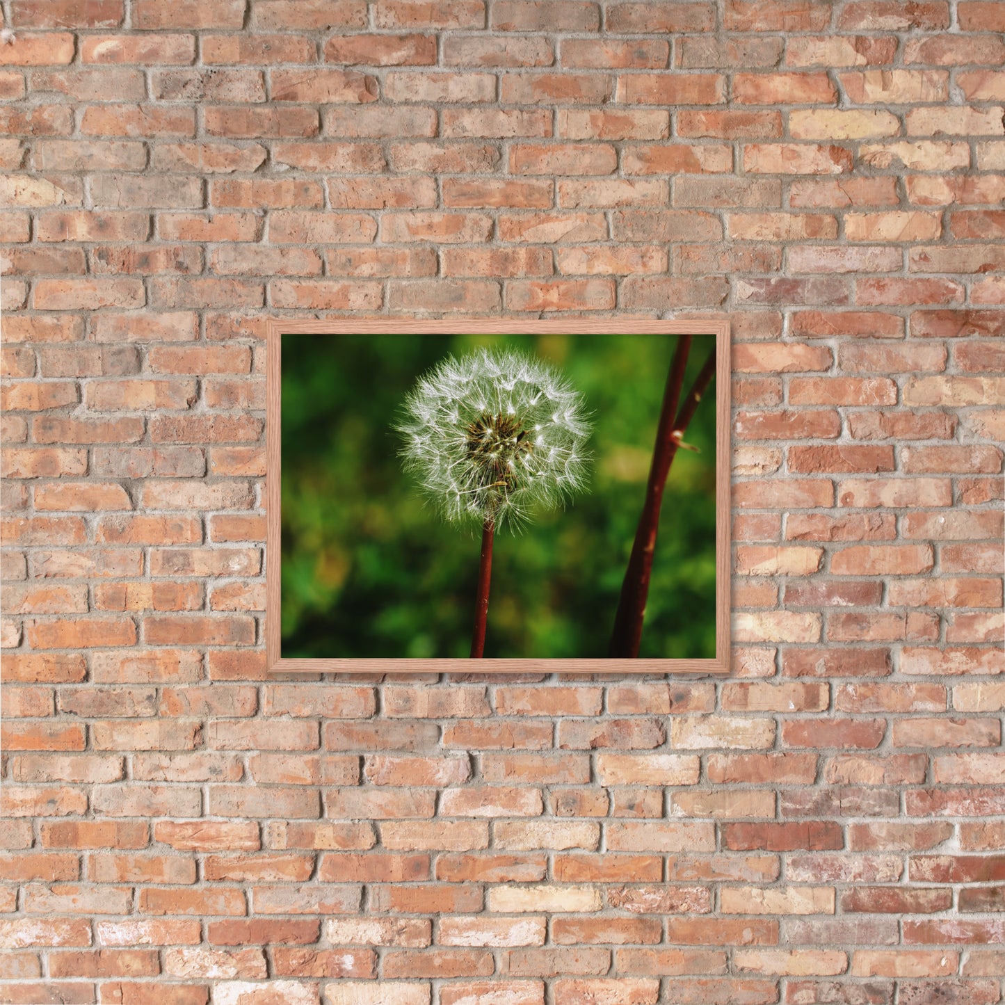 Framed poster - Dandelion Wish