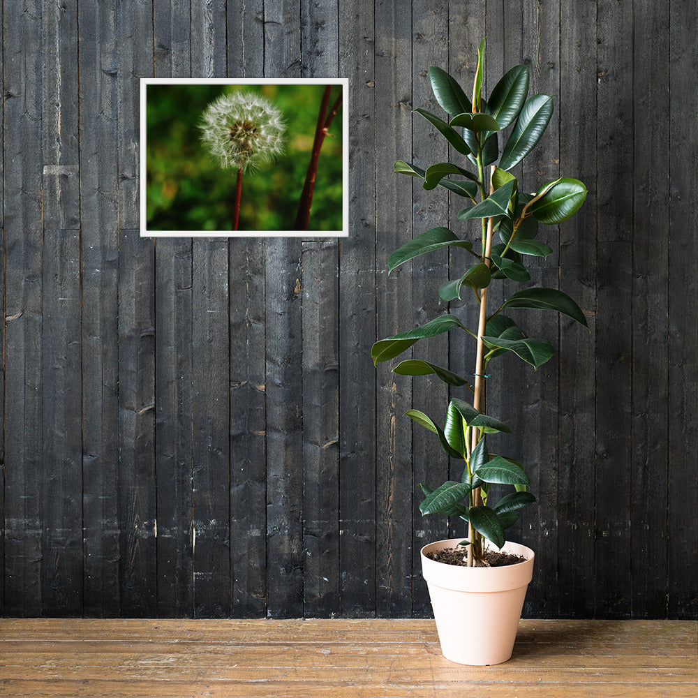 Framed poster - Dandelion Wish