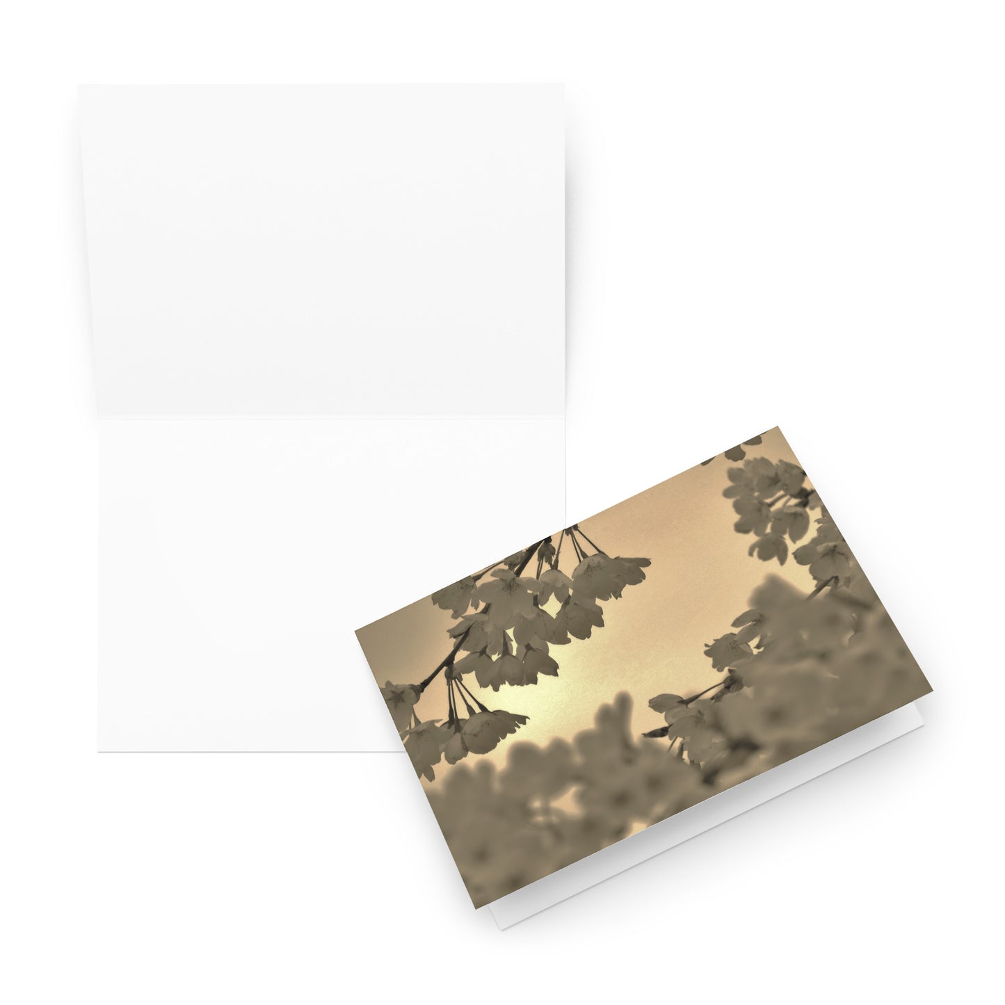 Greeting card - Sepia Cherry Blossoms