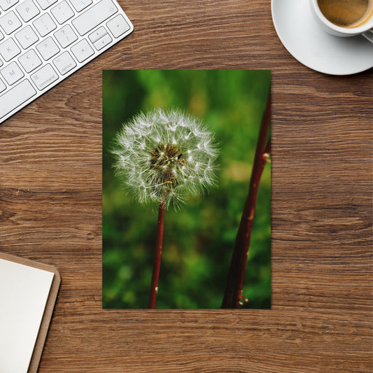 Greeting card - Dandelion Wish