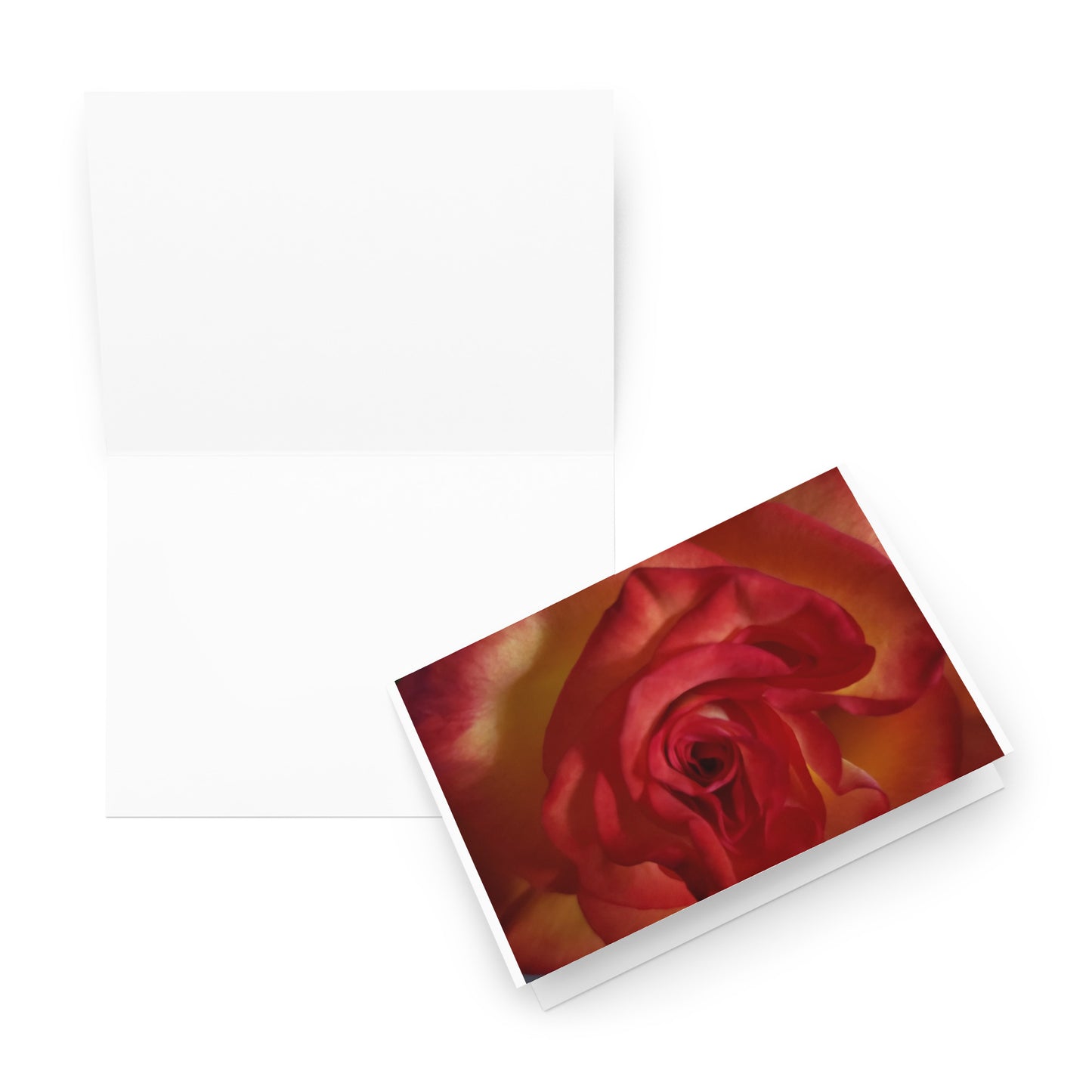 Greeting card - Vermilion Rose