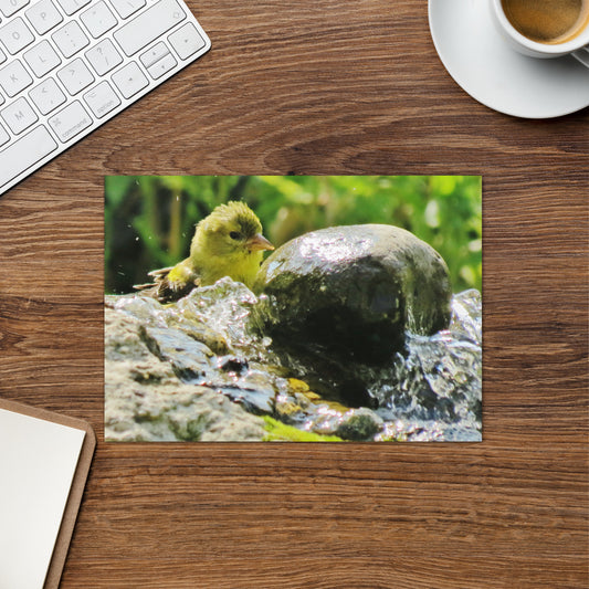 Greeting card - American Goldfinch